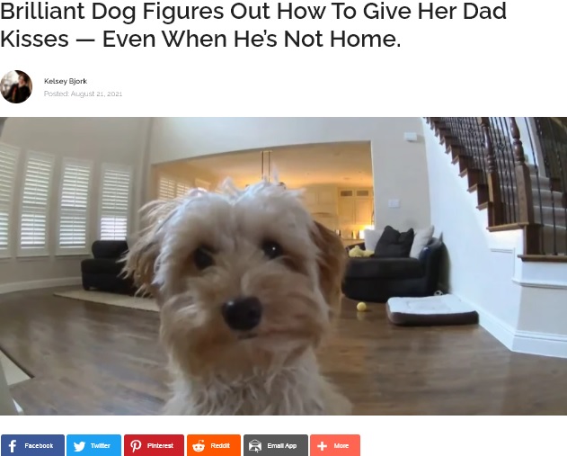 屋内用防犯カメラを見つめる犬（画像は『InspireMore.com　2021年8月21日付「Brilliant Dog Figures Out How To Give Her Dad Kisses ― Even When He’s Not Home.」』のスクリーンショット）