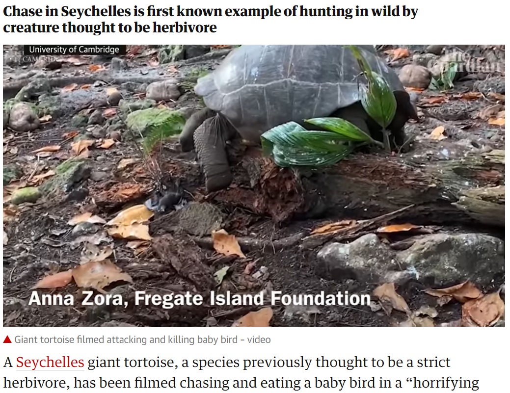 ゾウガメの口から解放された鳥は力なく地面に倒れた（画像は『The Guardian　2021年8月23日付「‘Horrifying and amazing’: giant tortoise filmed attacking and eating baby bird」』のスクリーンショット）