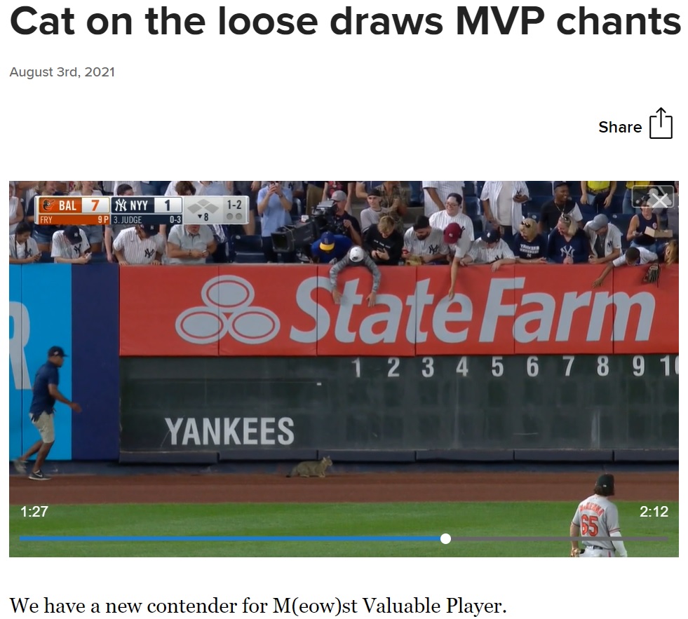 負け試合を観戦していたヤンキースファンは猫の登場に大盛り上がり（画像は『MLB.com　2021年8月3日付「Cat on the loose draws MVP chants in Bronx」』のスクリーンショット）