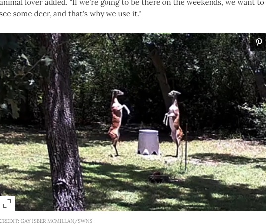 相手に気付くなりスクッと立ち上がった2頭（画像は『People.com　2021年8月2日付「Texas Woman’s Security Camera Captures Elegant, Eerie Dance Fight Between Two Deer」（CREDIT: GAY ISBER MCMILLAN/SWNS）』のスクリーンショット）
