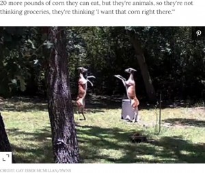 後ろ足でバランスを保つ鹿（画像は『People.com　2021年8月2日付「Texas Woman’s Security Camera Captures Elegant, Eerie Dance Fight Between Two Deer」（CREDIT: GAY ISBER MCMILLAN/SWNS）』のスクリーンショット）