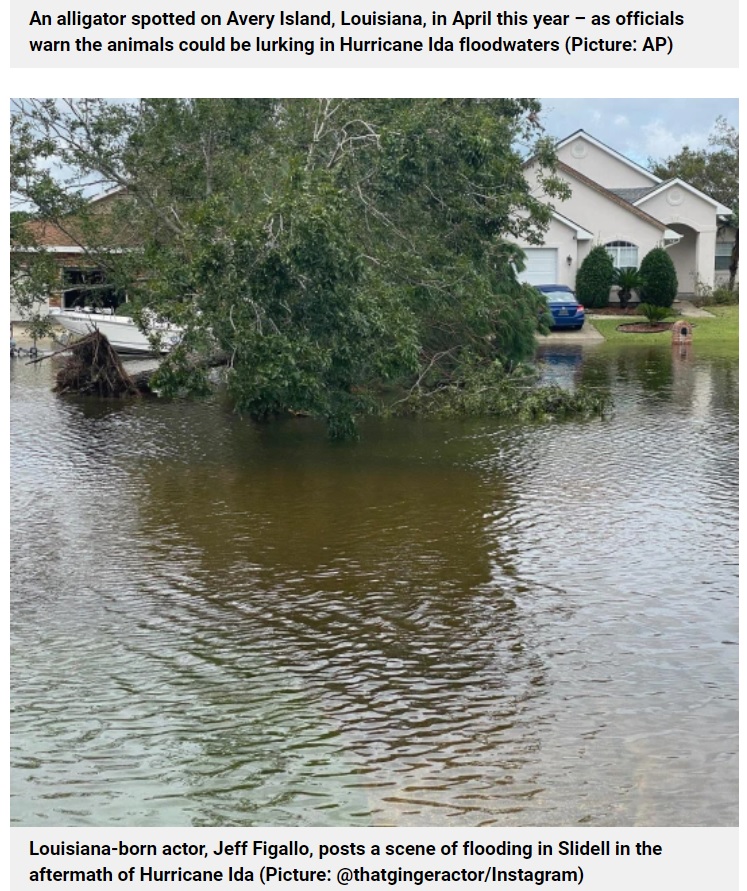 濁った水の中ではワニがいても気付くのは難しい（画像は『Metro　2021年8月31日付「Man feared dead after alligator lurking in Hurricane Ida floodwaters attacked him」（Picture: ＠thatgingeractor/Instagram）』のスクリーンショット）