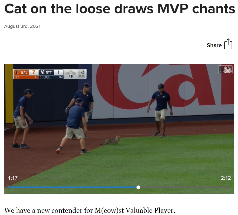 スタッフが捕獲を試みるもなかなか捕まらず（画像は『MLB.com　2021年8月3日付「Cat on the loose draws MVP chants in Bronx」』のスクリーンショット）