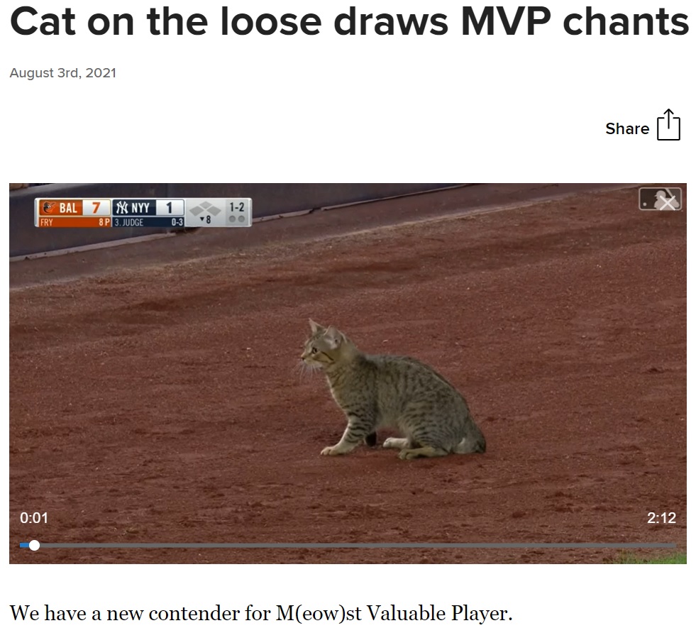 突然の大きな歓声に猫も困惑（画像は『MLB.com　2021年8月3日付「Cat on the loose draws MVP chants in Bronx」』のスクリーンショット）
