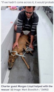 無事に船の上へ救出することができた鹿（画像は『The Mirror　2021年8月17日付「Surprised fishermen rescue struggling young deer half a mile out to sea」（Mark Bowditch / SWNS）』のスクリーンショット）