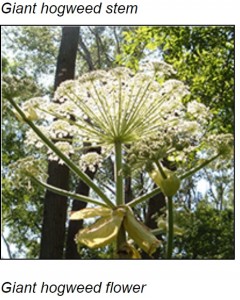 上部に白く小さな花を咲かせるジャイアント・ホグウィード（画像は『New York State Department of Environmental Conservation　「Giant Hogweed」』のスクリーンショット）