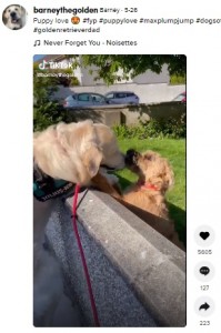 キスをして喜び合う犬たち（画像は『Barney　2021年5月26日付TikTok「Puppy love」』のスクリーンショット）