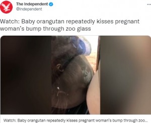 【海外発！Breaking News】ガラス越しに妊婦のお腹にキスする赤ちゃんオランウータン（英）＜動画あり＞