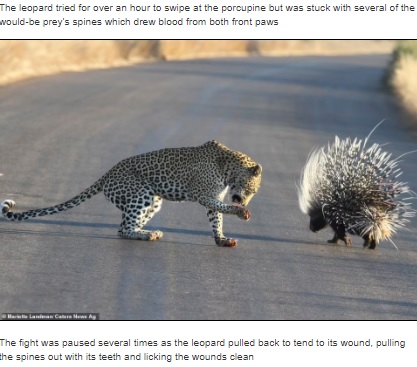 針毛を抜いた前足を舐めるヒョウ（画像は『HCA Barbieri News　2021年8月25日付「A VERY prickly customer! Leopard left with quills sticking out of its paws after hunting porcupine」』のスクリーンショット）