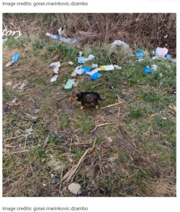 子犬がいた場所にはプラスチックのゴミが散乱（画像は『yFunny　2021年8月16日付「Man Saved An Abandoned Pup That He Found Living In A Shoe」（Image credits: goran.marinkovic.dzambo）』のスクリーンショット）
