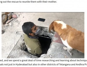 【海外発！Breaking News】悲痛な鳴き声を上げて子犬の救出を見守る母犬　感謝を伝えて立ち去る（印）＜動画あり＞