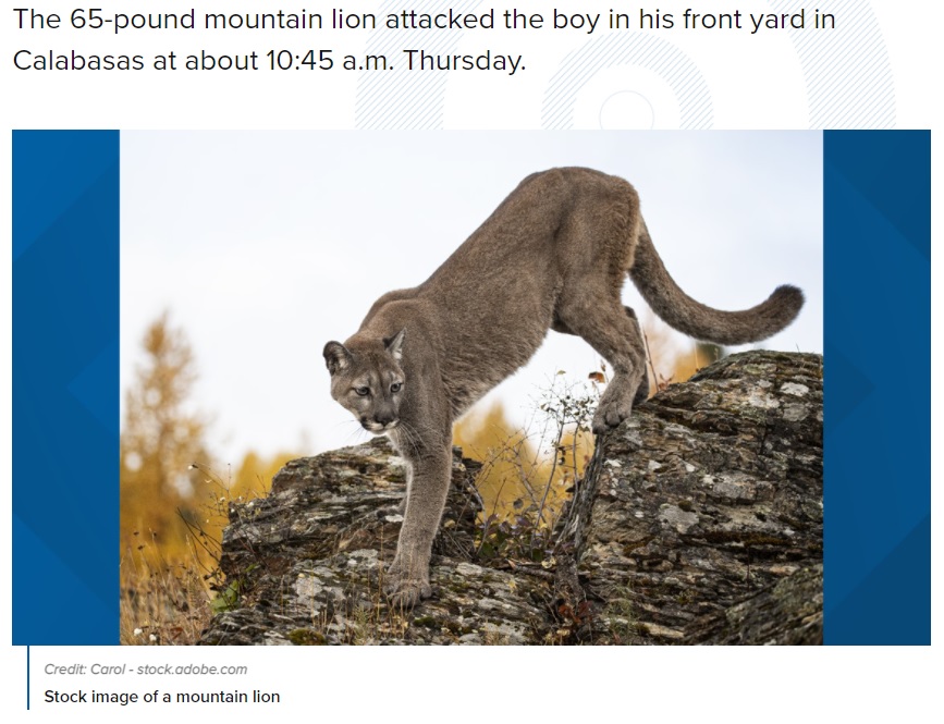 息子の危機に気付いた母親が素手でピューマを撃退（画像は『CBS8　2021年8月28日付「Mountain lion killed after it attacked 5-year-old boy in Calabasas」（Credit: Carol - stock.adobe.com）』のスクリーンショット）