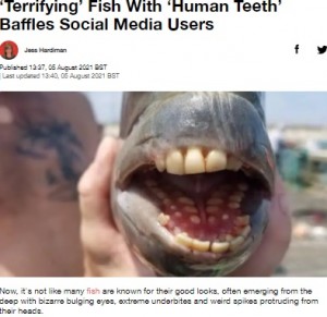 海外発 Breaking News 入れ歯 フェイクでしょう 人間のような歯を持つ魚が釣り上げられる 米 Techinsight テックインサイト 海外セレブ 国内エンタメのオンリーワンをお届けするニュースサイト