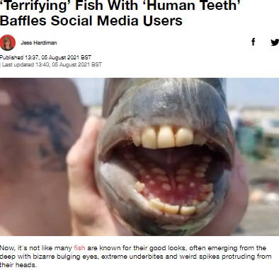 まるで人間の歯？（画像は『LADbible　2021年8月5日付「‘Terrifying’ Fish With ‘Human Teeth’ Baffles Social Media Users」（Credit: Facebook/Jennette’s Pier）』のスクリーンショット）