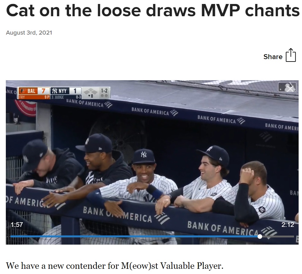 ベンチで待機していた選手たちもこの珍騒動に大笑い（画像は『MLB.com　2021年8月3日付「Cat on the loose draws MVP chants in Bronx」』のスクリーンショット）