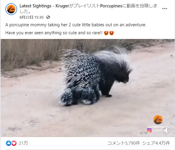 親子で歩く姿が可愛すぎるヤマアラシ（画像は『Latest Sightings - Kruger　2021年8月22日付Facebook「A porcupine mommy taking her 2 cute little babies out on an adventure.」』のスクリーンショット）
