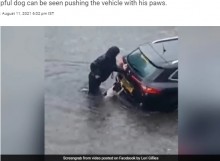 【海外発！Breaking News】洪水の中、浸水した車を押して危機から救った犬に「グッジョブ！」（スコットランド）