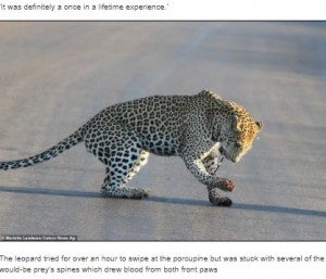 前足に刺さった針毛を抜くヒョウ（画像は『HCA Barbieri News　2021年8月25日付「A VERY prickly customer! Leopard left with quills sticking out of its paws after hunting porcupine」』のスクリーンショット）