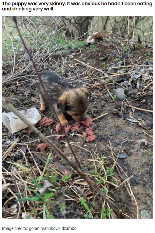 持っていた食べ物をあげると一心不乱に食べ始めた（画像は『yFunny　2021年8月16日付「Man Saved An Abandoned Pup That He Found Living In A Shoe」（Image credits: goran.marinkovic.dzambo）』のスクリーンショット）