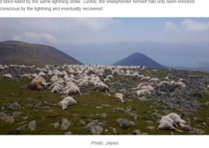 【海外発！Breaking News】落雷で約550頭の羊が即死「これまでにない規模」（ジョージア）＜動画あり＞