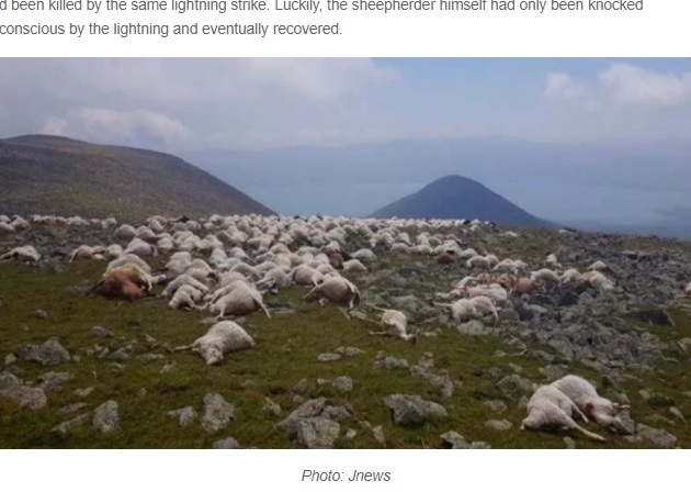 落雷により即死した羊（画像は『Oddity Central　2021年8月20日付「Lightning Strike Instantly Kills 550 Grazing Sheep」（Photo: Jnews）』のスクリーンショット）