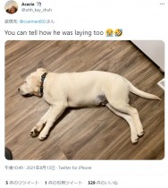 【海外発！Breaking News】ルンバが残した犬の軌跡に大笑い　怠惰すぎる犬に「もはやアート」（米）