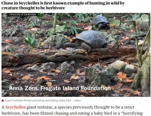 ゆっくりとした動きだが確実に鳥を追い詰める（画像は『The Guardian　2021年8月23日付「‘Horrifying and amazing’: giant tortoise filmed attacking and eating baby bird」』のスクリーンショット）