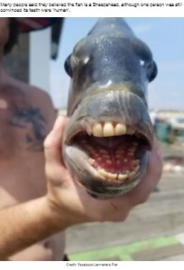 ウニや甲殻類などを噛み砕くことができるシープスヘッド（画像は『LADbible　2021年8月5日付「‘Terrifying’ Fish With ‘Human Teeth’ Baffles Social Media Users」（Credit: Facebook/Jennette’s Pier）』のスクリーンショット）