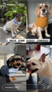 トムが手作りしたセーターを着る友人の愛犬達（画像は『Tom Daley　2021年8月2日付Instagram』のスクリーンショット）