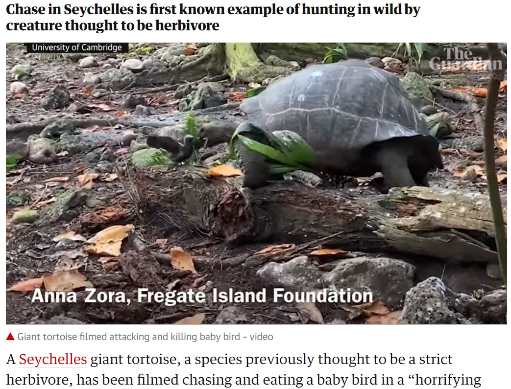 ゾウガメが鳥を食べようとする衝撃の光景（画像は『The Guardian　2021年8月23日付「‘Horrifying and amazing’: giant tortoise filmed attacking and eating baby bird」』のスクリーンショット）