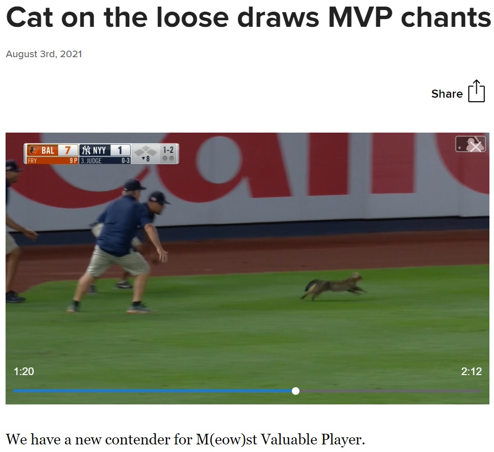 試合中のスタジアムに迷い込んでしまった猫（画像は『MLB.com　2021年8月3日付「Cat on the loose draws MVP chants in Bronx」』のスクリーンショット）