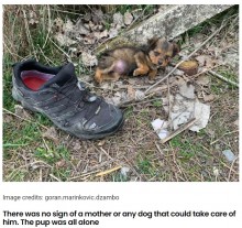 【海外発！Breaking News】靴を寝床に生き延びた子犬　見違えるほど元気になり新しい家族のもとへ（セルビア）