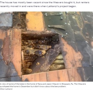 これまでで最大規模だというハチの巣（画像は『Inquirer.com　2021年8月5日付「450,000 bees removed from walls of Montgomery County home」（Allan Lattanzi）』のスクリーンショット）