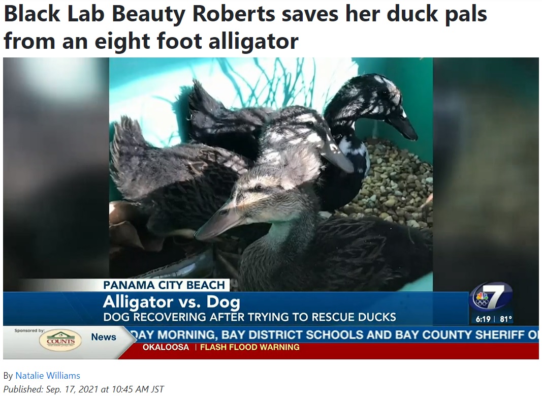 3羽のうち1羽はワニの犠牲に（画像は『WJHG　2021年9月17日付「Black Lab Beauty Roberts saves her duck pals from an eight foot alligator」』のスクリーンショット）