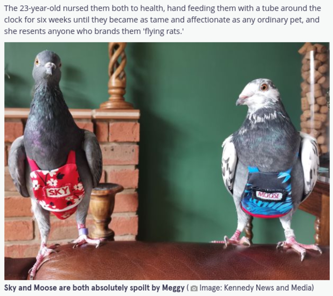 特別な服を着たスカイとムース（画像は『The Mirror　2021年9月13日付「‘Pigeon-mad' woman spends ￡4,000 a year on ‘fashionista’ rescue pigeons」（Image: Kennedy News and Media）』のスクリーンショット）