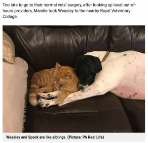 きょうだいのように仲良しなウィーズリーとスポック（画像は『Metro　2021年9月28日付「Hero cat and dog are regular blood donors to help other pets in need」（Picture: PA Real Life）』のスクリーンショット）