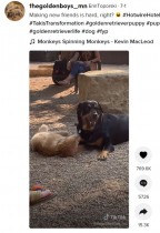 【海外発！Breaking News】公園のボス犬とどうしても仲良くなりたい子犬　必死のアプローチが可愛すぎ（米）＜動画あり＞