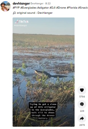 頭上を飛ぶドローンを見つめるワニ（画像は『Devhlanger　2021年8月22日付TikTok「＃FYP ＃Everglades」』のスクリーンショット）