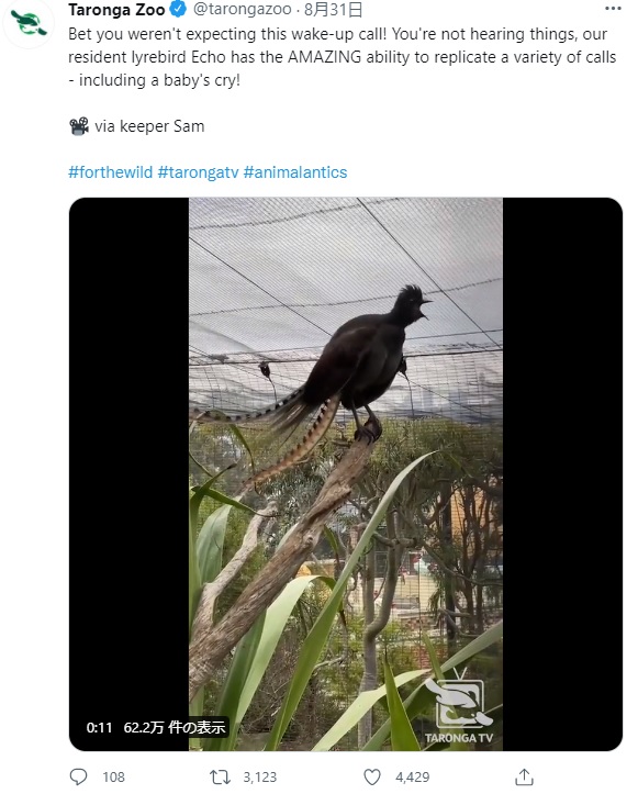 鳥の映像に収められた赤ちゃんが泣き叫ぶ声にビックリ（画像は『Taronga Zoo　2021年8月31日付Twitter「Bet you weren’t expecting this wake-up call!」』のスクリーンショット）