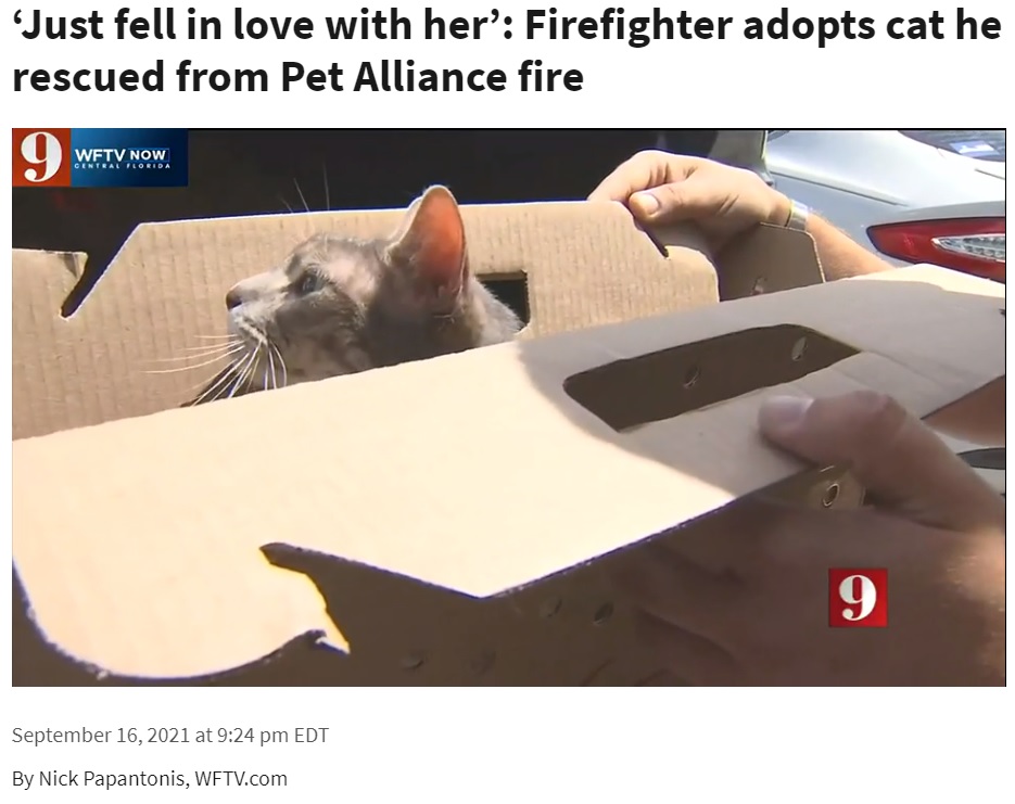 火災で酷い目に遭うも幸せな日々が待っていたミア（画像は『WFTV　2021年9月16日付「‘Just fell in love with her’: Firefighter adopts cat he rescued from Pet Alliance fire」』のスクリーンショット）