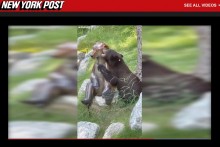 【海外発！Breaking News】クマの銅像に恋した野生のクマ　“実らぬ恋”に「早く本物の相手が見つかるといいね」（米）＜動画あり＞