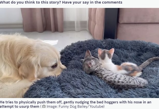 2匹の子ネコにベッドを独占されたゴールデン・レトリバー（画像は『The Mirror　2021年9月9日付「Defiant kittens refuse to budge off golden retriever’s bed despite his desperate attempts」（Image: Funny Dog Bailey/Youtube）』のスクリーンショット）