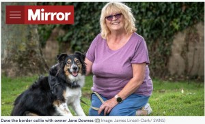 盲目のデイブとジェーンさん（画像は『The Mirror　2021年9月22日付「Blind dog that ‘never puts a foot wrong’ is declared a medical mystery」（Image: James Linsell-Clark/ SWNS）』のスクリーンショット）