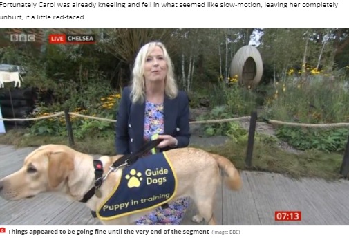 盲導犬と一緒に生中継をした気象キャスター（画像は『MyLondon　2021年9月20日付「BBC Breakfast’s Carol Kirkwood dragged to floor by excited dog live on air」（Image: BBC）』のスクリーンショット）