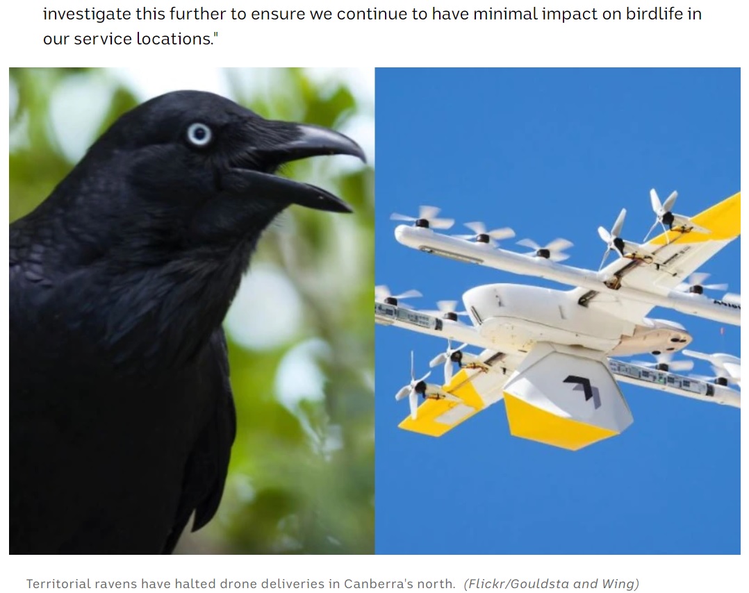 カラスによるドローン襲撃が相次ぎ、一部エリアでサービス停止に（画像は『ABC News　2021年9月22日付「‘Territorial’ ravens disrupt surge in Wing drone deliveries under Canberra’s lockdown」（Flickr/Gouldsta and Wing）』のスクリーンショット）