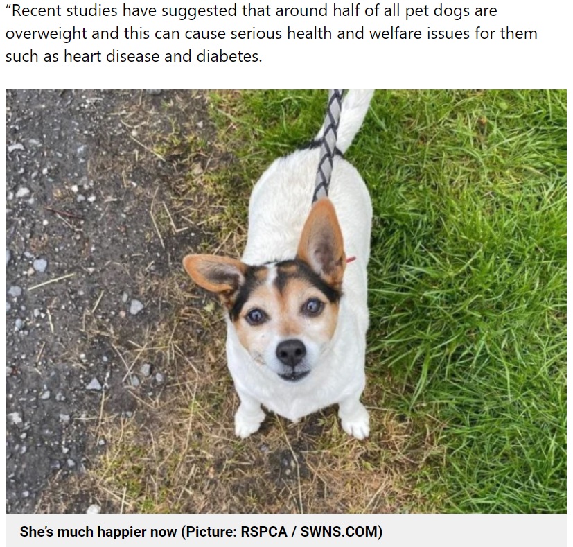 ダイエットに成功し、新しい飼い主と出会うことができたリリー（画像は『Metro　2021年9月7日付「Chunky dog who looked like a ‘balloon on legs’ goes on diet and finds perfect home」（Picture: RSPCA / SWNS.COM）』のスクリーンショット）