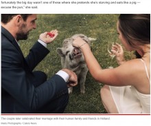 【海外発！Breaking News】結婚式でゲストを呼べなかったカップル　ペットのブタを出席させて笑顔で記念撮影（オランダ）