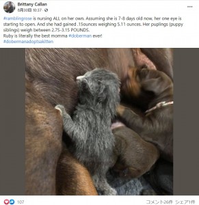 子犬たちと一緒に母乳を飲むランブリン（画像は『Brittany Callan　2021年8月30日付Facebook「＃ramblingrose is nursing ALL on her own.」』のスクリーンショット）
