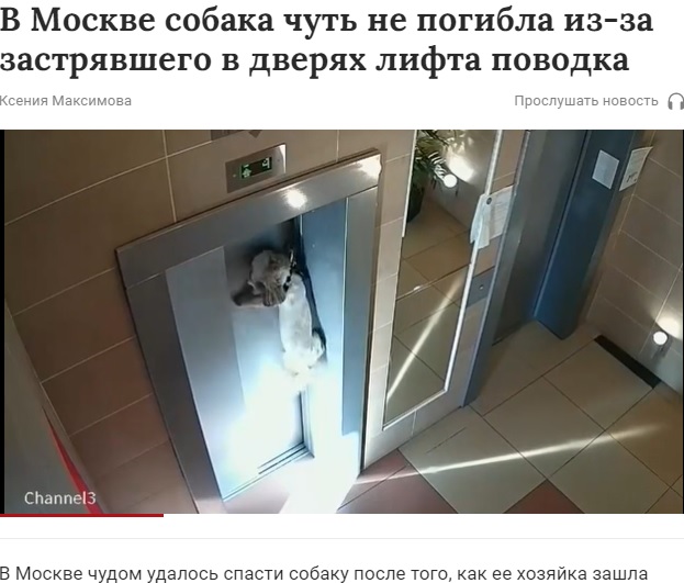 エレベーターで宙吊りになった犬（画像は『Газета.Ru　2021年9月4日付「В Москве собака чуть не погибла из-за застрявшего в дверях лифта поводка」』のスクリーンショット）