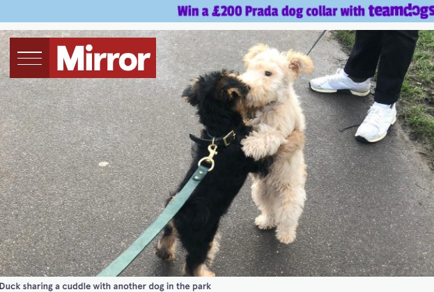 ハグが大好きなウェルシュ・テリアの“ダック”（左）（画像は『The Mirror　2021年8月30日付「Adorable seven-month-old puppy loves to cuddle the other dogs he meets on walks」』のスクリーンショット）